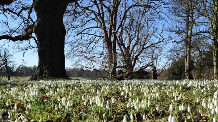 Snowdrops fill the foreground with bare winter trees and a blue sky beyond
